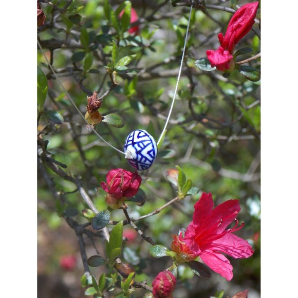 Maya - Picture 4 of 4